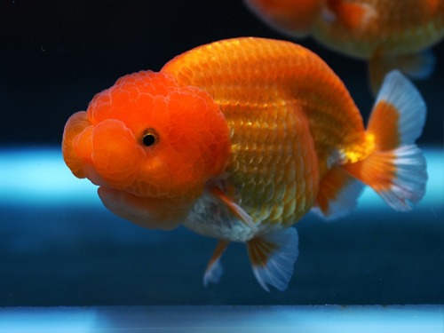 Beauty Shape Hybrid Ranchu 아름다운 곡선 하이브리드 난주  10cm 급 (BPMH0226_12)