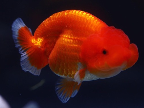 Beauty Shape Hybrid Ranchu 아름다운 곡선 하이브리드 난주  10cm 급 (BPMH0226_10)