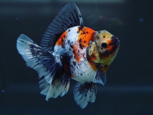 Intense color Monster body Rose tail Oranda / BP 맹 | 인텐스 컬러 몬스터바디 로즈테일 오란다 / 11cm 급 / 암컷추정 / BP_M0319_3