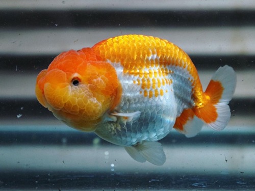 BP Meng Super Hybrid Ranchu / BP 맹 슈퍼 하이브리드 난주 ( 오렌지 골드 ) 11cm급 ( BP_MH0313_5 ) 암컷추정