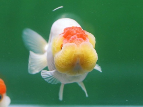 Egg form Ranchu / 에그폼 난주 홍백 / 8-9cm / ER0321_5