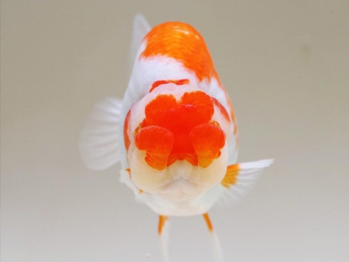 BP Meng) Triple A grade BUFFALO HEAD RANCHU / 버팔로헤드 난주 / 11cm 전후 / 암컷추정 / BPMAAA0522_1