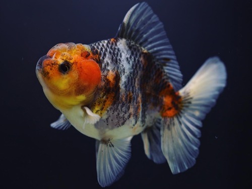 SNAKE SKIN KIRIN ROSE TAIL ORANDA / 스네이크 스킨 키린 로즈테일 오란다 / 9cm 급 / 수컷추정 / BP0428_2