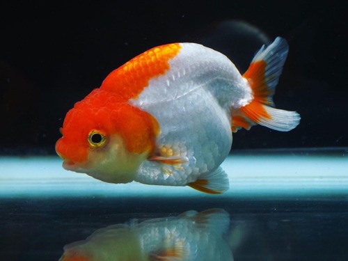 HYBRID RANCHU / 하이브리드 난주 / 8-9cm 급 / 수컷추정 / H0529_2