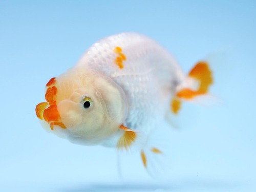 LILI GOLDFISH / 레드 포인트 버팔로헤드 난주 / BUFFALO HEAD RANCHU / 8-9cm / 수컷추정 / LILI0607_2