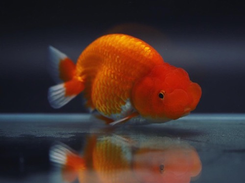 Red head Buffalo head ranchu / 레드헤드 버팔로 난주 / 11 cm 급 / 암컷추정 / MENGBR_0612_4