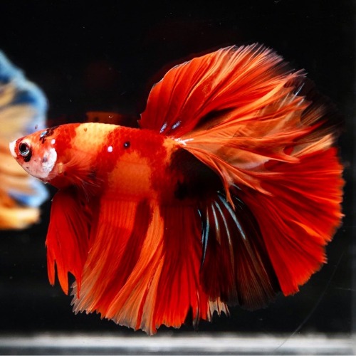 HM NEMO KOI    Color : red / orange / black Size : 5cm 전후  Code : [ HM0721_h06 ]