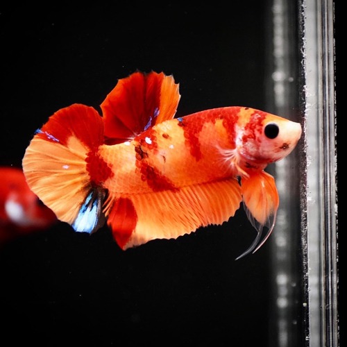 HMPK NEMO KOI / Color : orange / red Size : 5cm 전후 / Code : [ HM0714_h07 ]