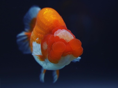 Big double cheek Red head  Buffalo head ranchu / 큰 분탄 레드헤드 버팔로 난주 / 12 cm 급 / 암컷추정 / MENGBR_0612_1