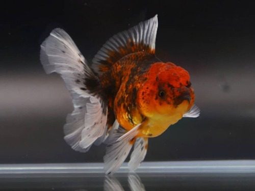 Calico sakura rose tail oranda / 칼리코 사쿠라 로즈테일 오란다 / 수컷 추정 / 10cm 전후 / LILI0624_2_TJ