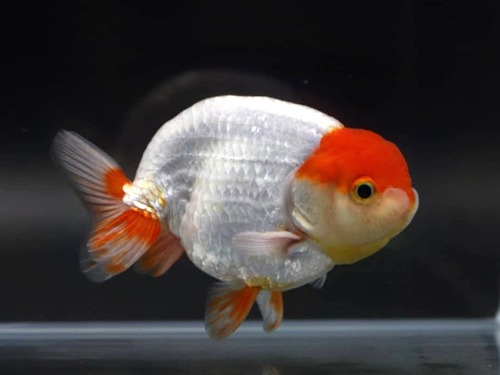 THAILAND HYBRID RANCHU / 태국 하이브리드 난주 / 11cm 전후 / 수컷추정 / H_0622_TJ_5