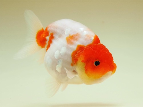 Robin goldfish) 레드헤드 사쿠라 난주 / 11cm 급 / ROBIN0620_9 / 암컷추정