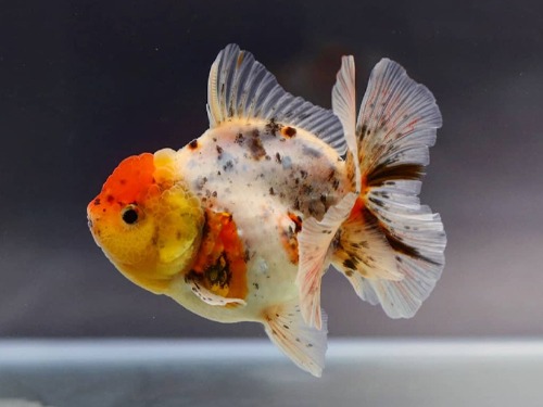 BP MENG) Calico Oranda / 칼리코 오란다 / Size : 11cm 전후 / 암컷 추정 / MENG_0802_TJ_4