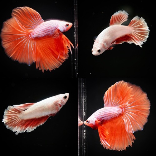 HM CHILIDRAGON PAIR    Color : white / red / chili Size : 5cm 전후  Code : [ HM 0804_h02 ] 1쌍