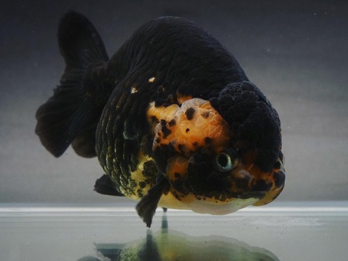 Dequan Liu) Special Ranchu BLACK CALICO RANCHU / 블랙 칼리코 난주 / 14 cm 급 / 암컷추정 / DQ0711_5