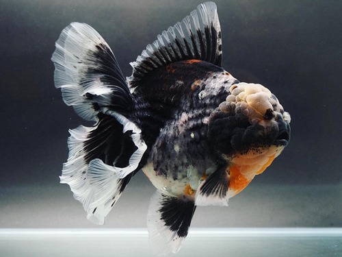 Kunnoo JP 골드피쉬 팜 Special) 블루쉬 그레이 “ 매머드 오란다 “ / BLUISH GRAY MAMMOTH ORANDA / 18 cm 급 / 수컷추정 / K_JP_SPECIAL_0804