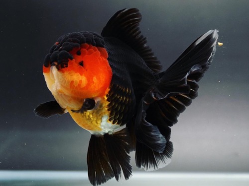 LILI KAZ SELECTION) 👑 MONSTER BODY  BIG HEAD APACHE  ROSE TAIL ORANDA / 15 cm 급 / 암컷추정 / KAZ_0807_2