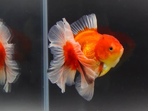 LILI GOLDFISH ) R&amp;W Rosetail Oranda / 홍백 로즈테일 오란다 / Size : 14cm 전후 / 암컷 추정 / LILI_0726_TJ_1