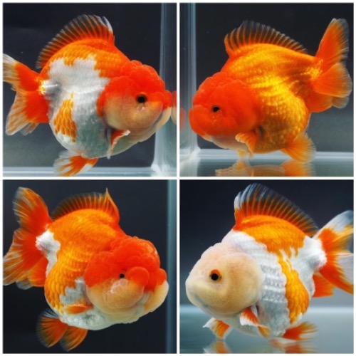 [ RANDOM D/C ] 브리더 오 씨의 홍백 단미 오란다 / Red&amp;white Short tail oranda 9-11cm 급 ( 수컷추정 ) 랜덤 1마리