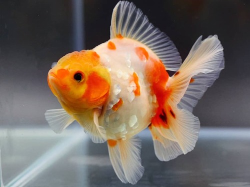 BP MENG) Monsterbody Sakura Oranda 🌸 / 몬스터바디 사쿠라 오란다 🌸 / Size : 11cm 전후 / 암컷 추정 / MENG_0802_TJ_3