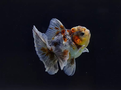 BP MENG) blue Kirin Winespot Rosetail Oranda / 블루 키린 와인스팟 로즈테일 오란다 / 11cm 전후 / 암컷 추정 / MENG_0811_TJ_9