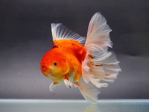 LILI GOLDFISH) Sakura Rosetail Oranda / 사쿠라 로즈테일 오란다 / Size : 13cm 전후 / 수컷 추정 / LILI_0803_TJ_1