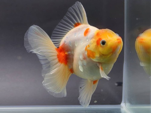 BP MENG) Monsterbody Sakura Oranda / 몬스터바디 사쿠라 오란다 / Size : 11cm 전후 / 암컷 추정 / MENG_0802_TJ_2