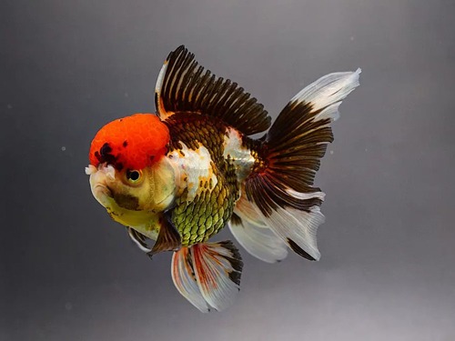 Lit Lucky Farm) Tricolor Butterflytail Oranda / 트리컬러 버터플라이테일 오란다 / 15cm 전후 / 수컷 추정 / LP_0902_TJ_1