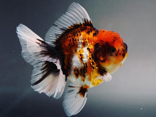 LILI) Special color  SHINY SCALE CALICO  ROSE TAIL ORANDA / 샤이니 스케일 칼리코  로즈테일 오란다 / 13cm 급 전후 / 암컷추정 / LILI_SQ_0815_6