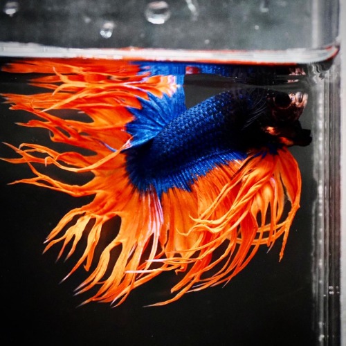 CT ORANGE FANCY    Color : cobalt blue / orange Size : 5cm 전후  Code : [ CT 0901_h04