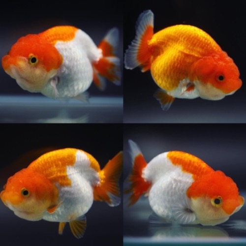 [RANDOM/DC] 미스터 우 난주 ( LIONHEAD RANCHU ) 8-9cm급 1마리