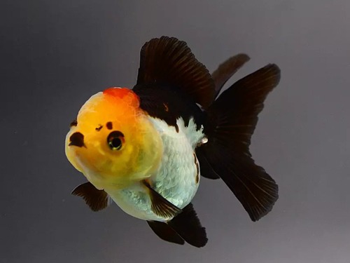 BP Meng) Tricolor Panda Oranda / 트리컬러 판다 오란다 / 10cm 전후 / 암컷 추정 / MP_0901_TJ_4