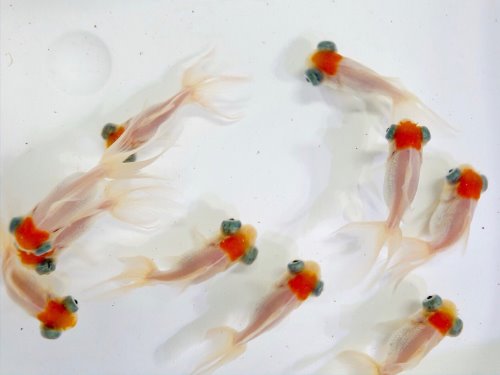 툭눈 단정 / Dragoneyes Red cap Goldfish /  (5~6cm) 3마리 (랜덤 배송)