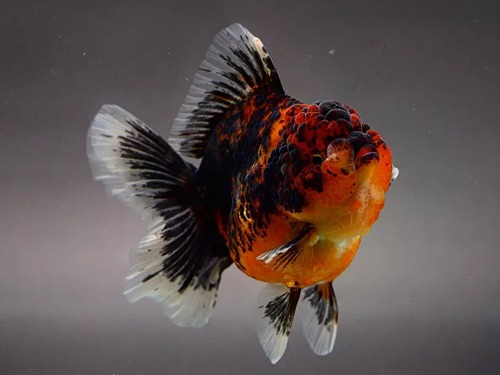 BP MENG) Roundbody Orange Calico Rosetail Oranda / 라운드바디 오렌지 칼리코 로즈테일 오란다 / 12cm 전후 / 암컷 추정 / MENG_0816_TJ_5