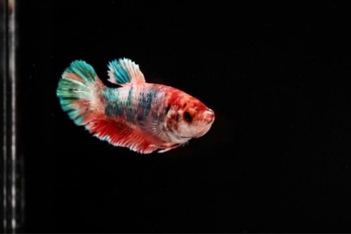 HMPK GREENCOPPER KOI female    Color : orange / green / red Size : 4cm 전후  Code : [ HMPK 1030_h05 ]