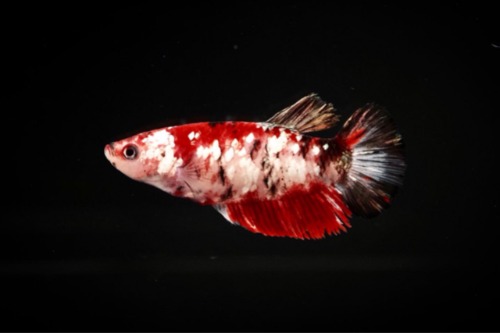 HMPK COPPER KOI female    Color : apricot / red / copper Size : 4cm 전후  Code : [ HMPK 1030_h05 ]