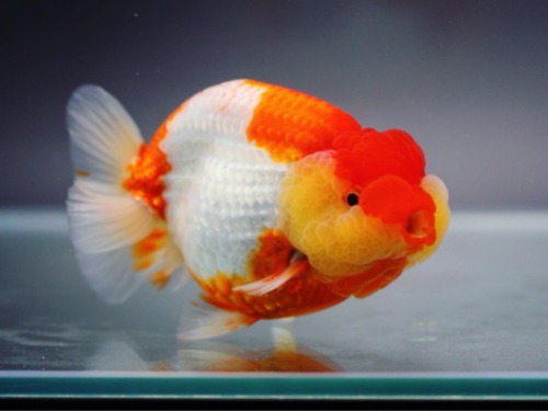 BP MENG / SCARLET RED / HYBRID RANCHU / 스칼렛 레드 하이브리드 난주 / 13-14cm 급 / 암컷추정 / ( BP_MENG_1121_1 )