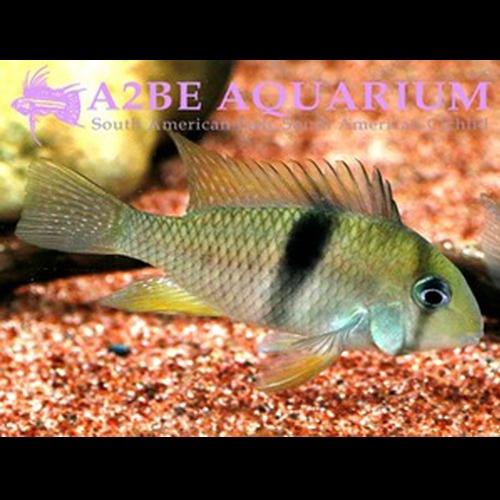 가이아나카라 게아이 / Guianacara geayi [Bandit Cichlids] (7cm전후) /1마리