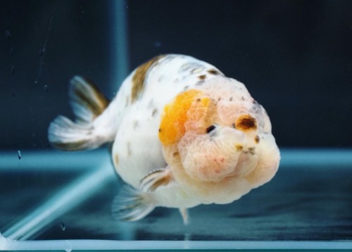 Breeder Zheng / Three color ranchu   ( 삼색 난주 ) / Size : 10 cm 급 / 수컷추정 / ( ZHENG_0129_4 )