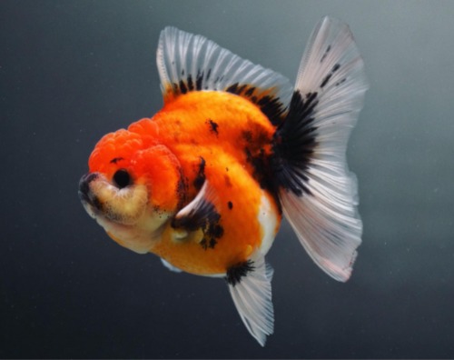 브리더 미스터 프림 / 9cm 급 / Scarlet orange calico oranda | 스칼렛 오렌지 / ( FLIM_0202_2 )