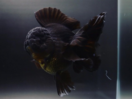 BLACK ROSE TAIL ORANDA / 20cm 급 / 암컷추정 / ZB_0125_1