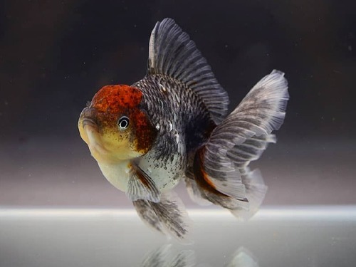 BP MENG) Kirin Redhead Rosetail Oranda / 키린 레드헤드 로즈테일 오란다 / Size : 9cm 전후 / 암컷 추정 / MENG_0726_TJ_9