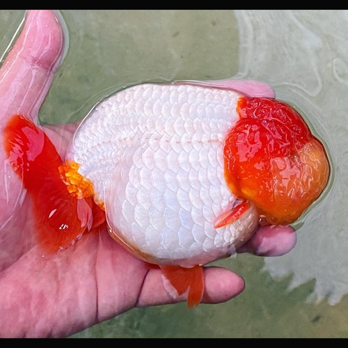 PANUT RANCHU /  Super Red head Red fins  Comp. Grade  / 슈퍼 레드헤드 레드핀 / 14-17cm 전후/ 수컷추정 / [ PANUT_0327_3 ]