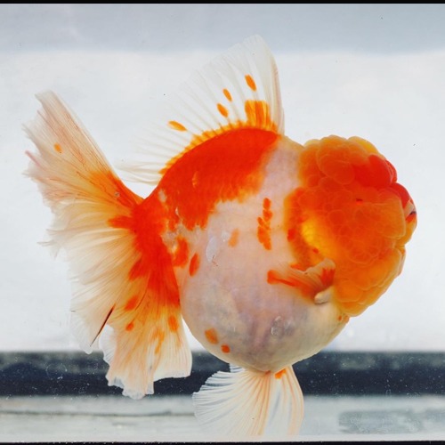 LILI GOLDFISH / 몬스터바디 사쿠라 로즈테일 오란다 / ( THAI_KAZ_0311_3 ) / 18-20cm 급 / 암컷추정