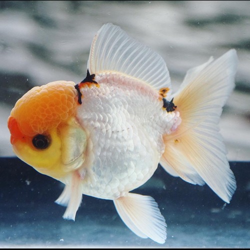 Mr Jo / ROUND BODY TRICOLOR ORANDA / ( 암컷추정 ) / 10cm 급 / (T010)