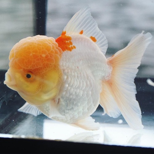 Mr Jo / ROUND BODY RED&amp;WHITE ORANDA  라운드바디 홍백 오란다 / 10cm 전후 / 암컷추정 / (T005)