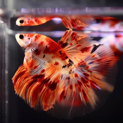 HM KOI ARMAGEDDON    Color : orange / red  Size : 5cm 전후  Code : [ HM 0318_h02 ]