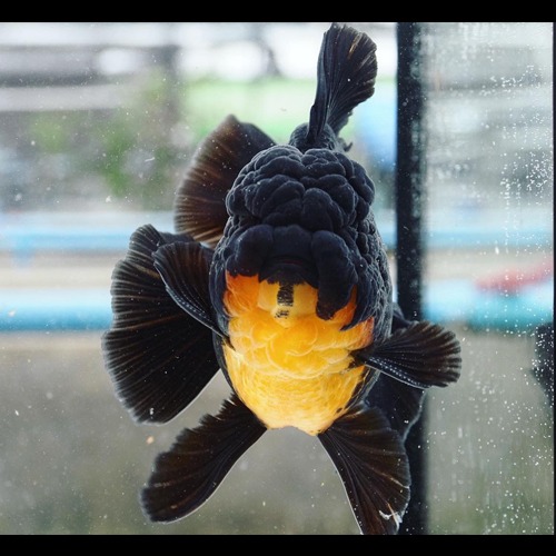 LILI GOLDFISH / APACHE ROSE TAIL ORANDA / size : 14-15cm / 수컷추정 / (T023)