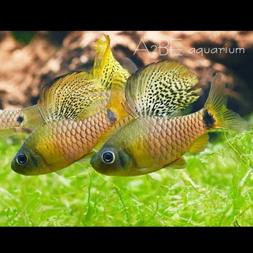 드레이프 핀 바브 / Oreichthys crenuchoides / india wild / 2cm 전후 /1마리