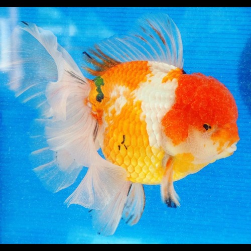 PJLEE SELECT / BIG SIZE RED&amp;WHITE ORANDA  ELEGANT BIG TAIL / 18-20cm 급 / 삭차이 AAA 그레이드 / 암컷추정 (T031)